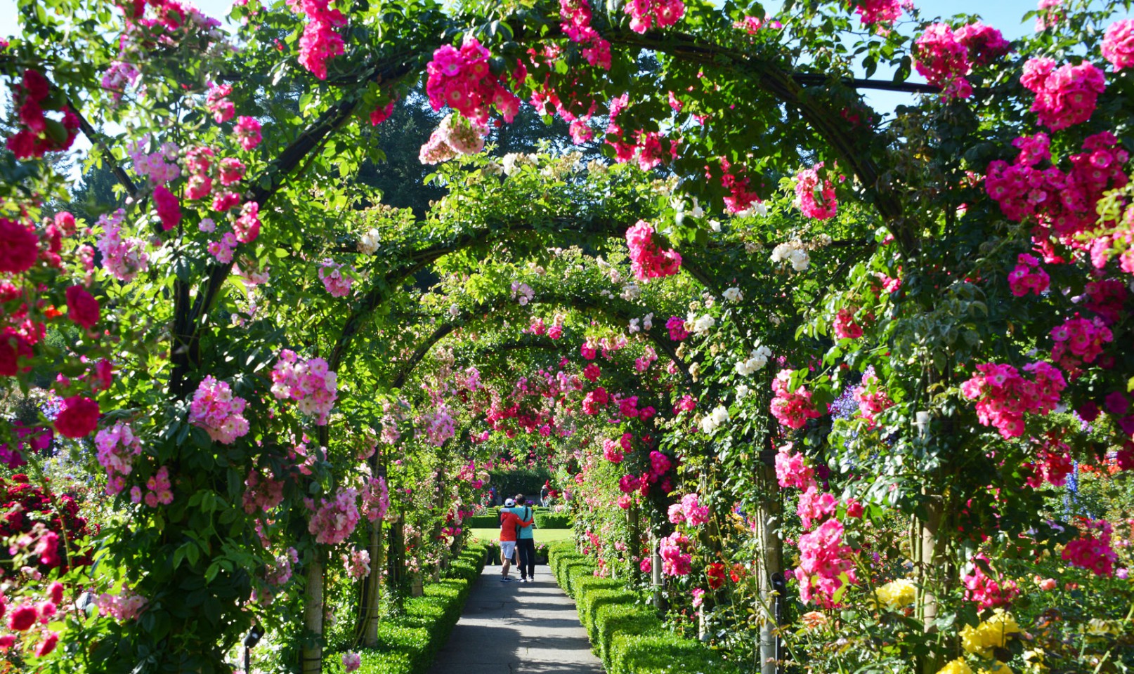 Розовый сад Закира Хуссейна