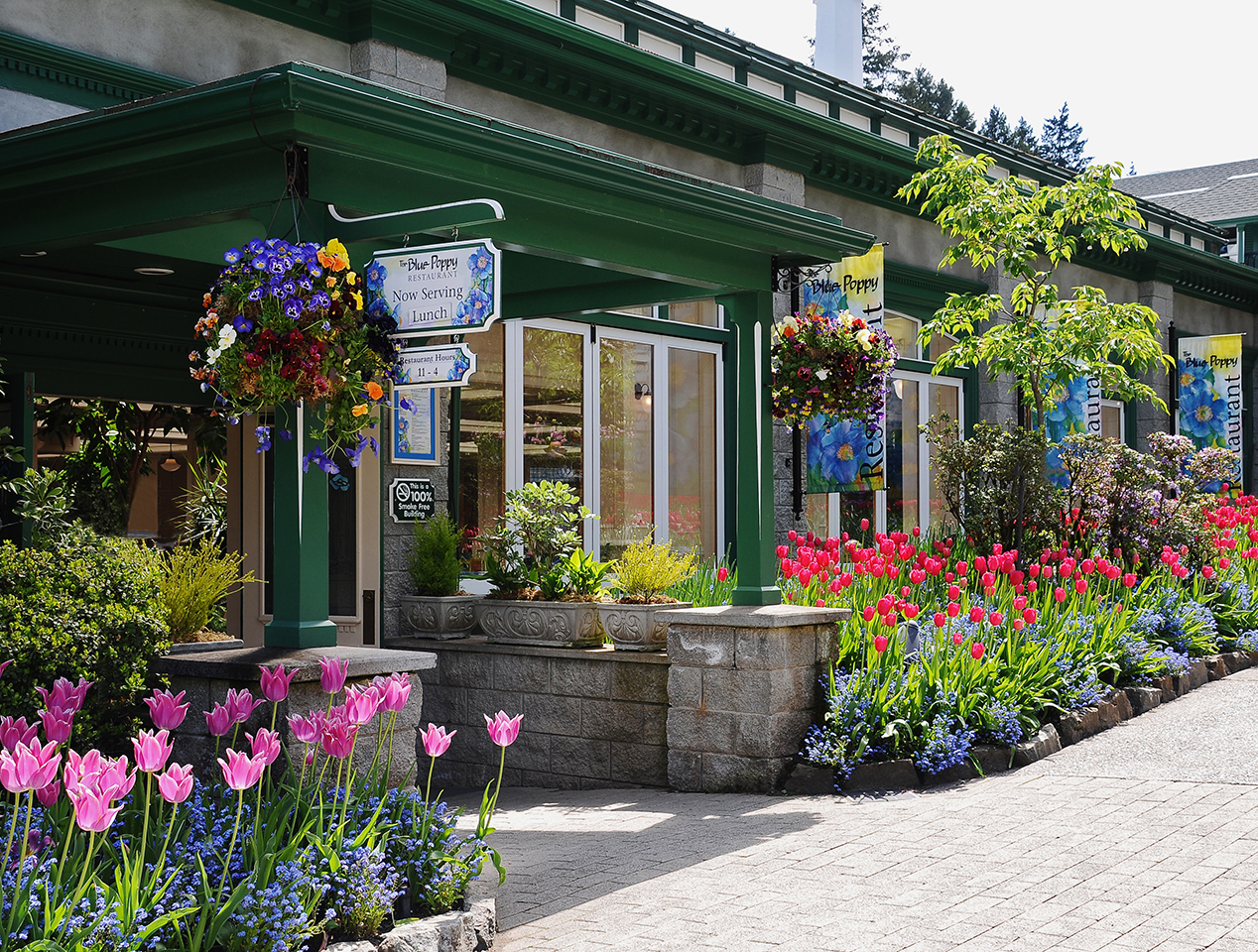 The Butchart Gardens – Victoria, Canada – The Blue Poppy