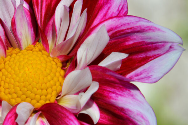 Greater Victoria smashes the previous Flower Count record