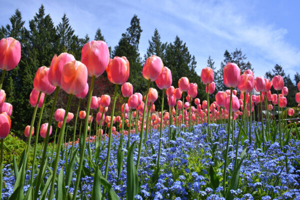 What’s in Bloom Now? Garden Updates May 12-18