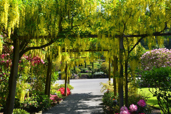 What is in Bloom Now? Garden Updates May 19-25