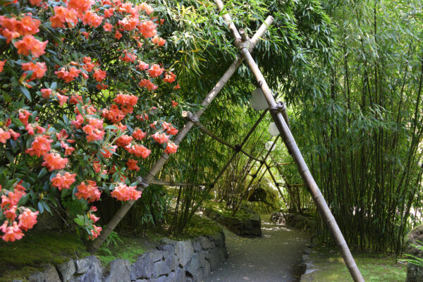 What’s in bloom now? Garden updates May 26 – June 2