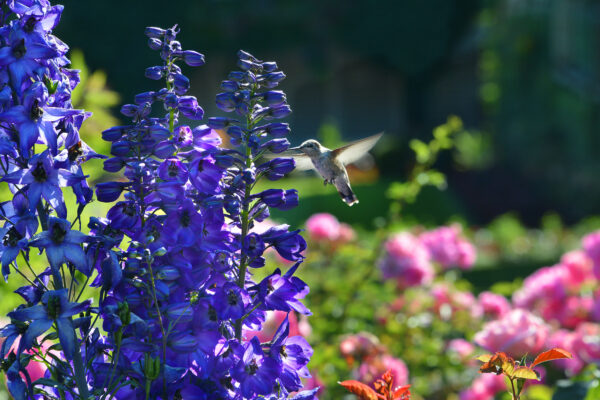 What’s in Bloom Now? Garden Updates June 24 – 30