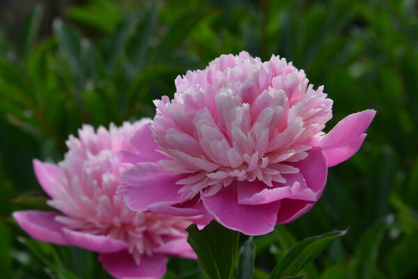 What’s in bloom now? Garden updates June 3 – 9