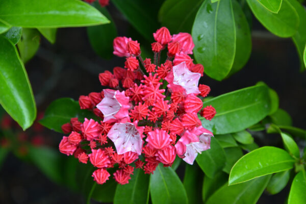 What’s in Bloom Now? Garden Updates June 10 – 16