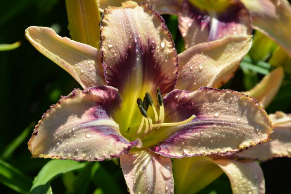 What’s in Bloom Now? Garden Updates July 1 – 6