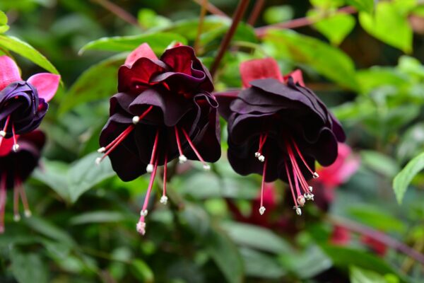 What’s in Bloom Now? Garden Updates June 17 – 23