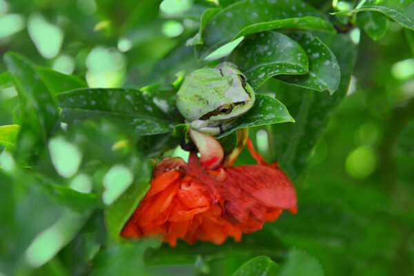 Summer Garden Insights