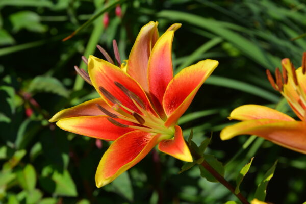 What’s in Bloom Now? Garden Updates July 30 – August 6