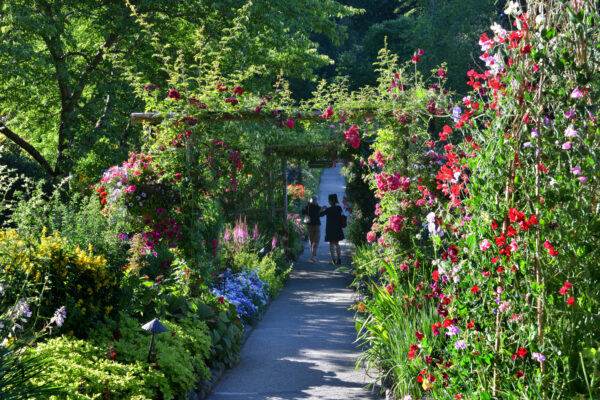 What’s in Bloom Now? Garden Updates July 15 – 29