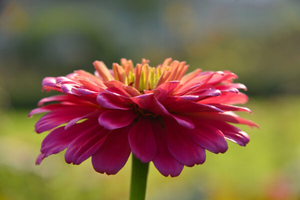 What’s in Bloom Now? Garden Updates August 18 -24