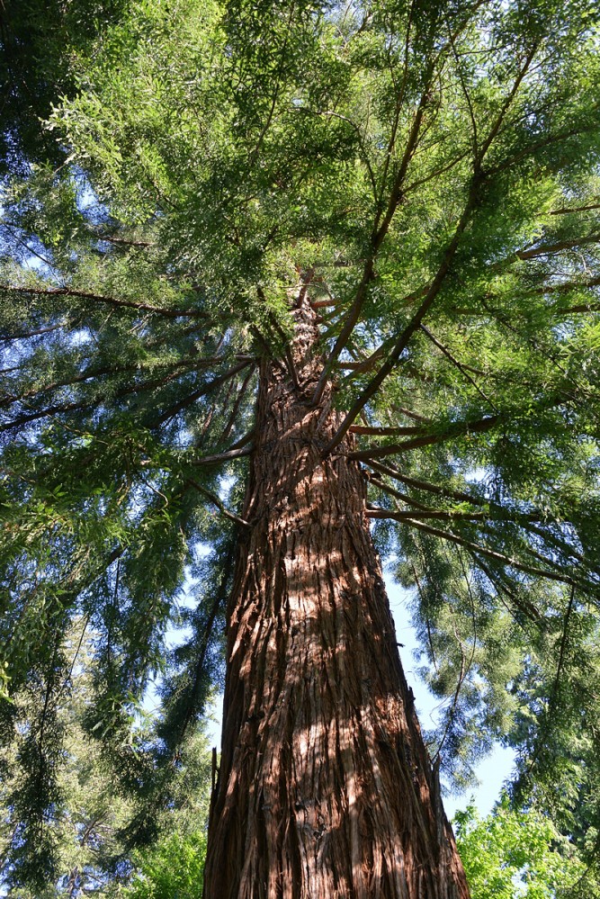 Historical Trees of The Butchart Gardens - The Butchart Gardens