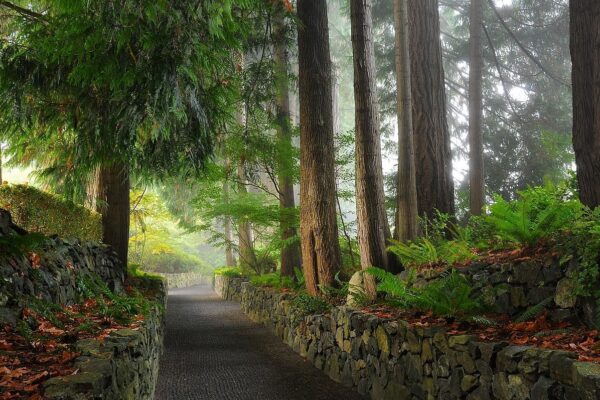 Historical Trees of The Butchart Gardens