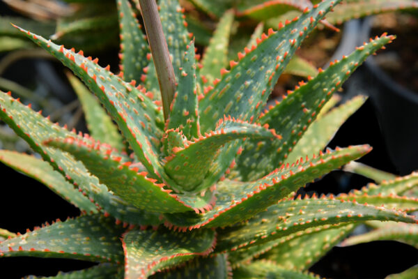 A Succulent Guide for The Home Gardener