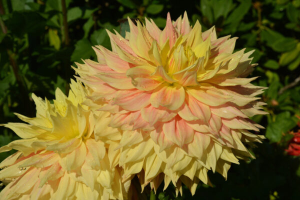 What’s in Bloom Now? Garden Updates September 22 – 28