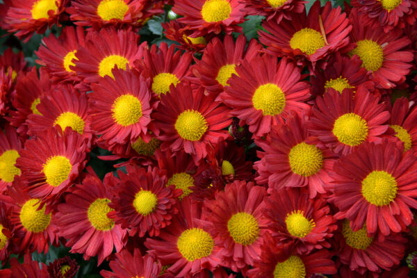 What’s in Bloom Now? Garden Updates September 29 – October 12