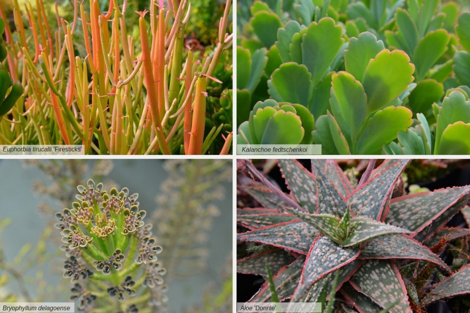 A Succulent Guide for The Home Gardener - The Butchart Gardens