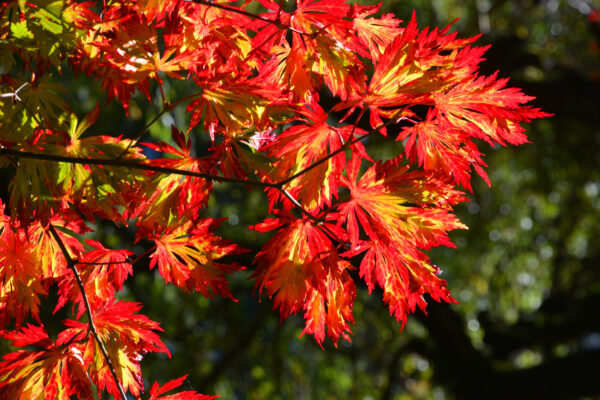 What’s in Bloom Now? Garden Updates October 13 -19