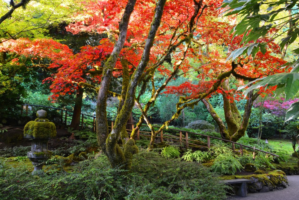 What's in Bloom Now? Garden Updates October 20 - 26 - The Butchart Gardens