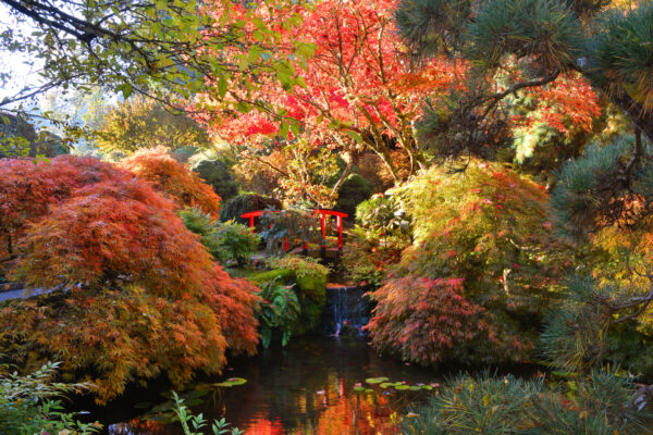 What’s in Bloom Now? Garden Updates October 27 – November 2