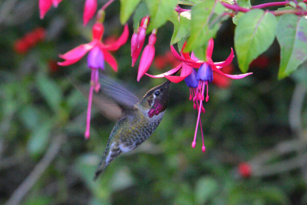 What’s in Bloom Now? Garden Updates November 3 – 9