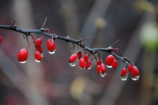 What’s in Bloom Now? Garden Updates November 17 – 23