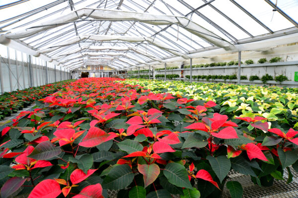 What’s in Bloom Now? Garden Updates December 1 – 7