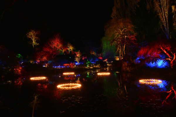 What’s in Bloom Now? Garden Updates December 21 – January 7