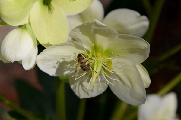 What’s in Bloom Now? Garden Updates December 8 – 20