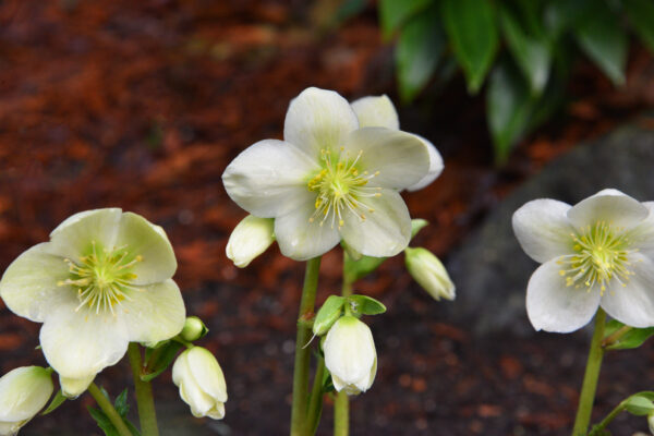 Winter Garden Insights