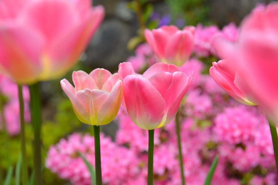 The Butchart Gardens Announces Upcoming Job Fair - The Butchart Gardens