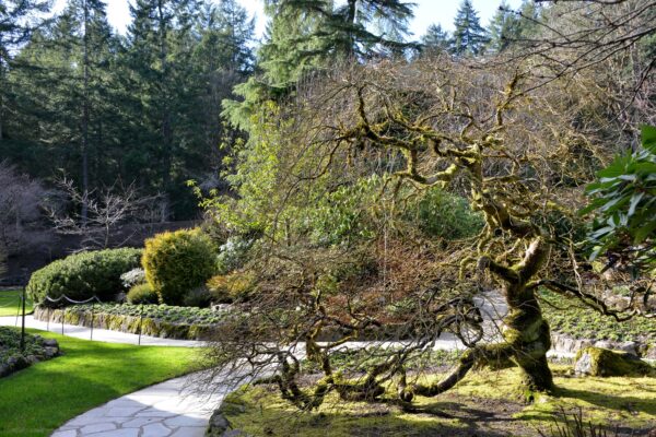 What’s in Bloom Now? Garden Updates January 8 – 17