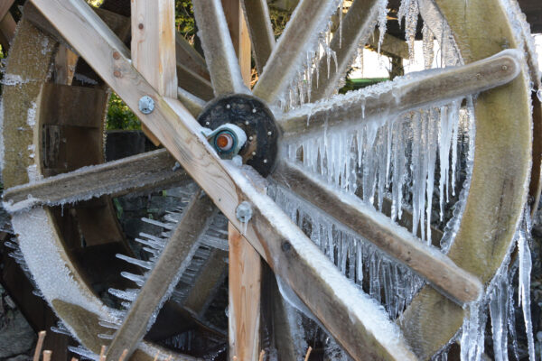 What’s in Bloom Now? Garden Updates February 8 – 14