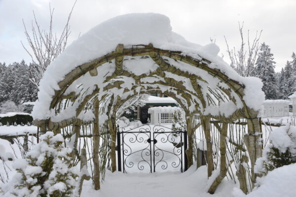 What’s in Bloom Now? Garden Updates February 15 – 28