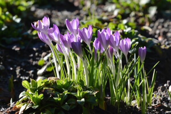 What’s in Bloom Now? Garden Updates March 18 – 29