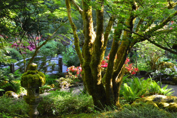 What’s in Bloom Now? Garden Updates June 1 – 14