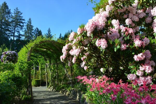 What’s in Bloom Now? Garden Updates May 10 – 17