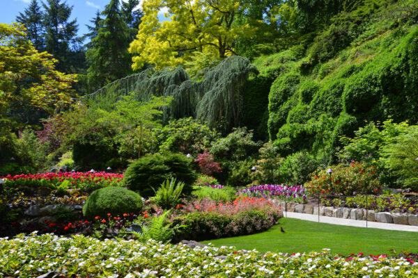 Summer Garden Insights