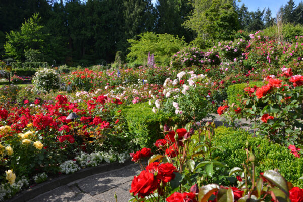 What’s in Bloom Now? Garden Updates June 15 – 29