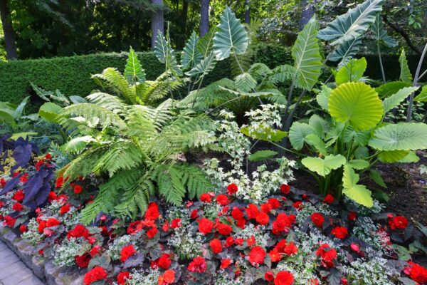 What’s in Bloom Now? Garden Updates June 30 – July 14