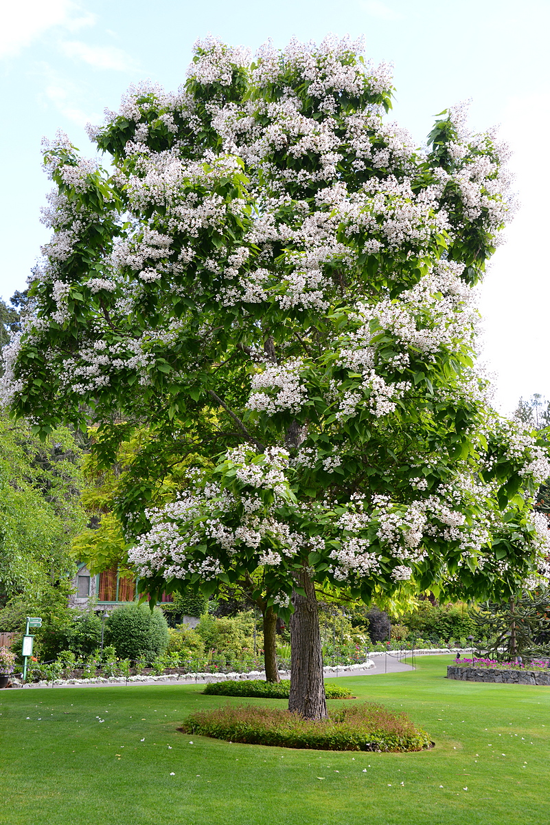 Как цветет катальпа дерево фото