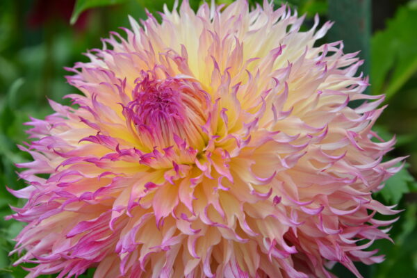 What’s in Bloom Now? Garden Updates August 24 – September 7