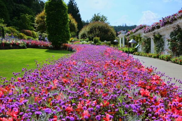 What’s in Bloom Now? Garden Updates August 13 – 23