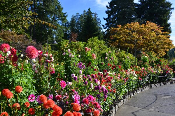 Autumn Garden Insights