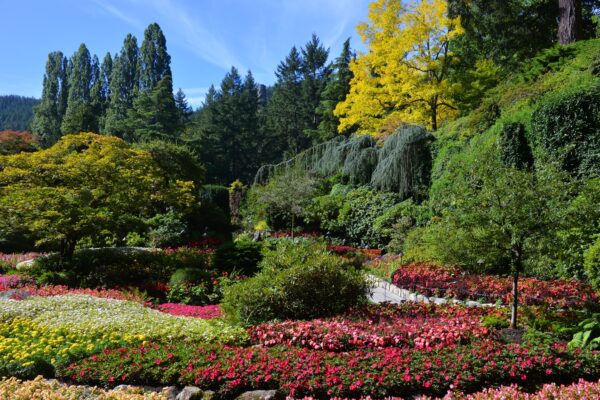 What’s in Bloom Now? Garden Updates September 10 – 23