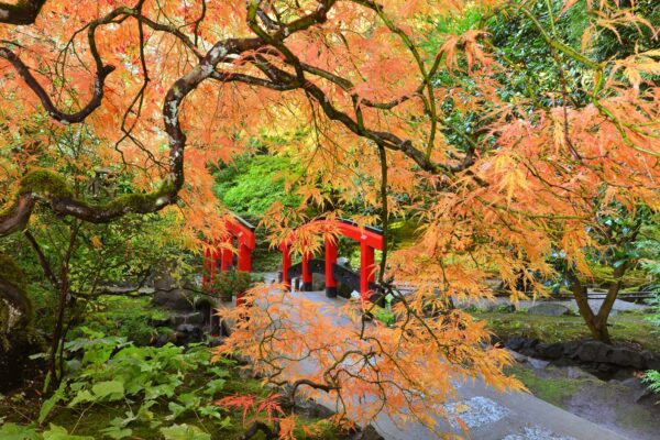 What’s in Bloom Now? Garden Updates October 25 – 31