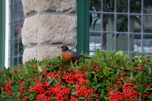 What’s in Bloom Now? Garden Updates December 1 – 15