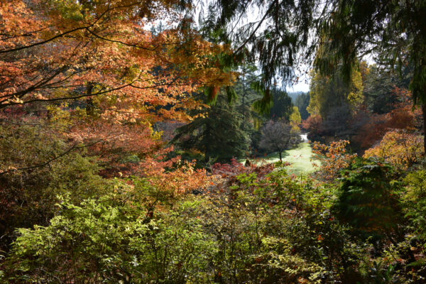 What’s in Bloom Now? Garden Updates November 8 – 14