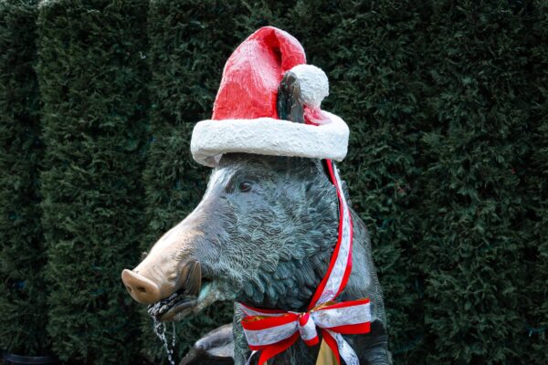 What’s in Bloom Now? Garden Updates December 17 – 31