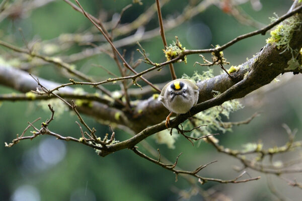 Winter Garden Insights